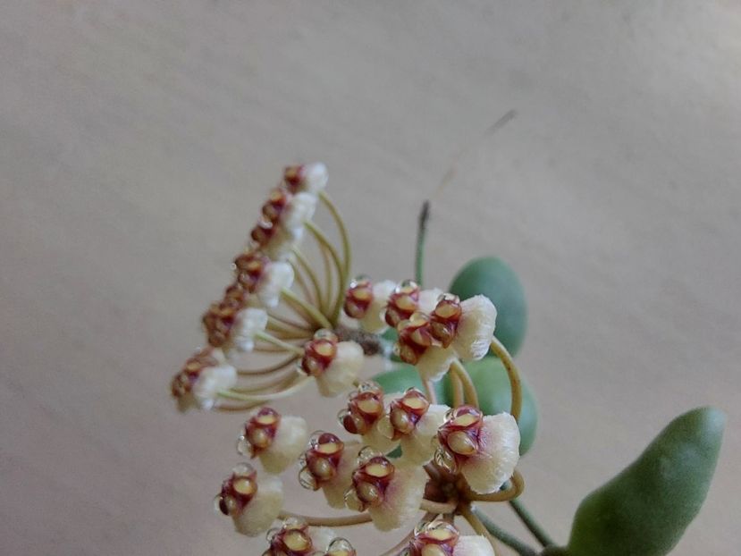  - Hoya brevialata