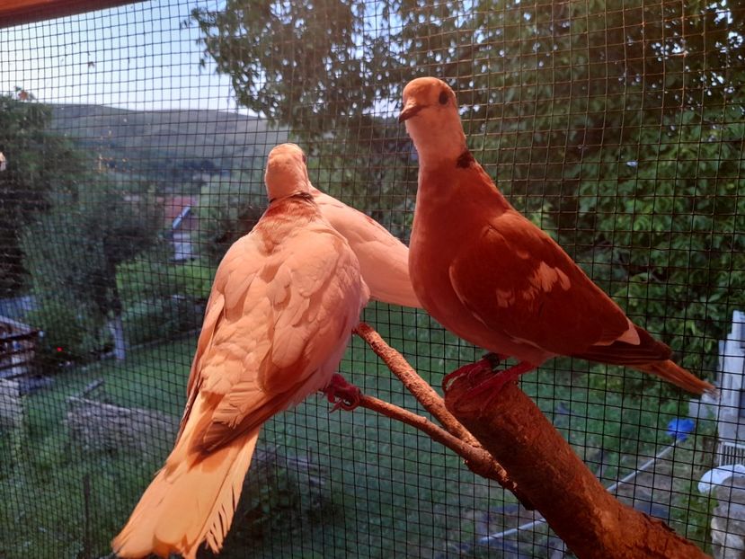  - Turturici razatoare