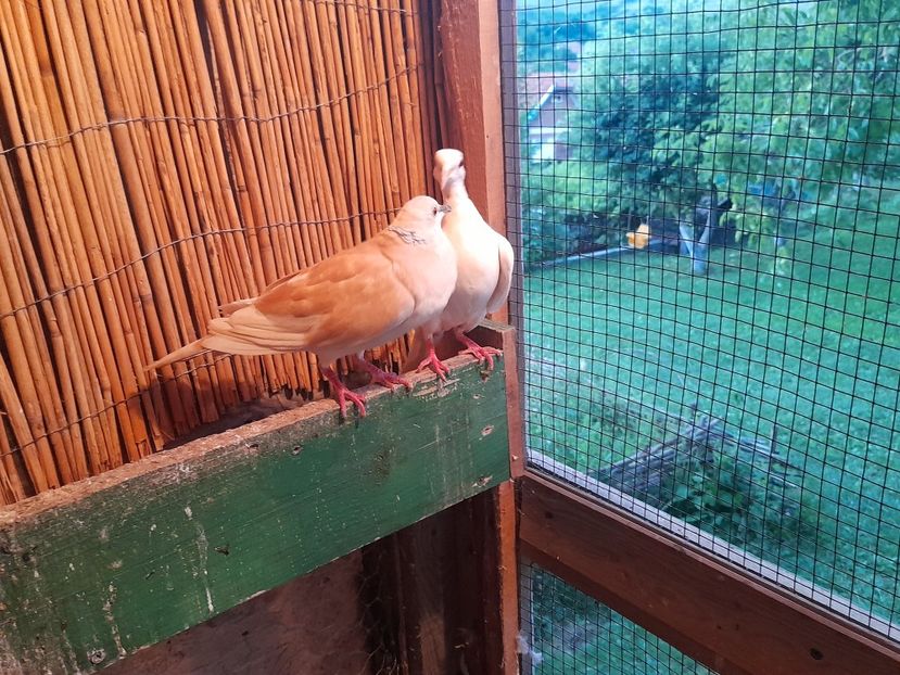  - Turturici razatoare