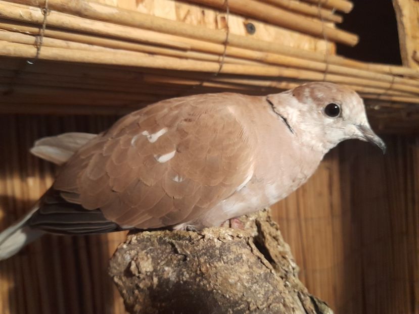  - Turturici razatoare