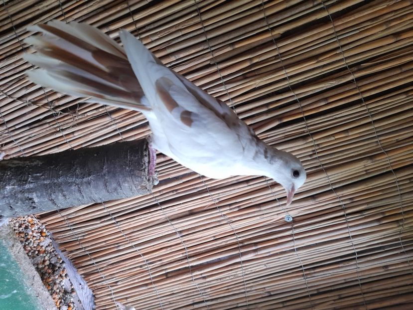  - Turturici razatoare