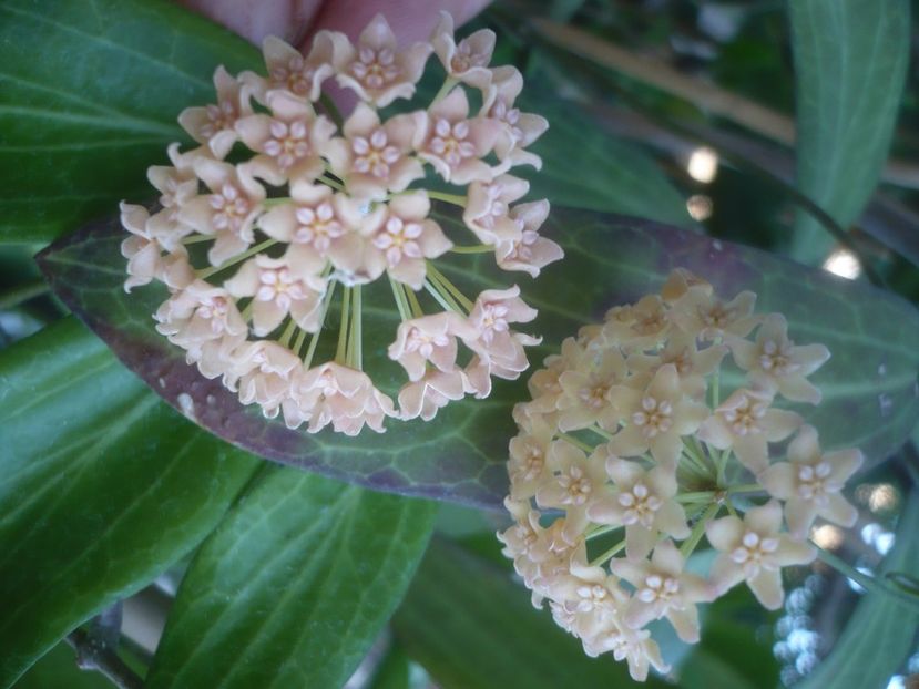 P1500446 - HOYA 2021-2