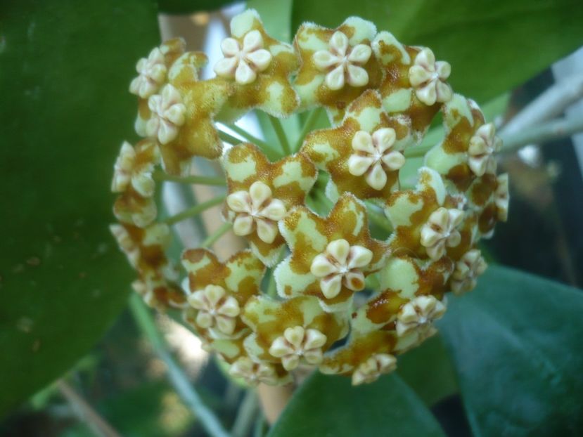 P1500447 - HOYA 2021-2