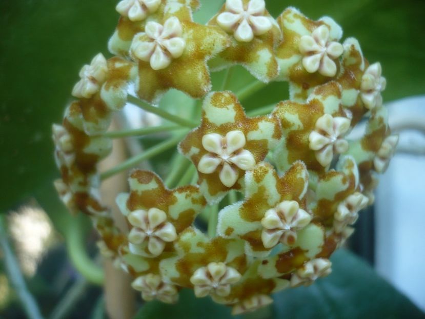 P1500448 - HOYA 2021-2