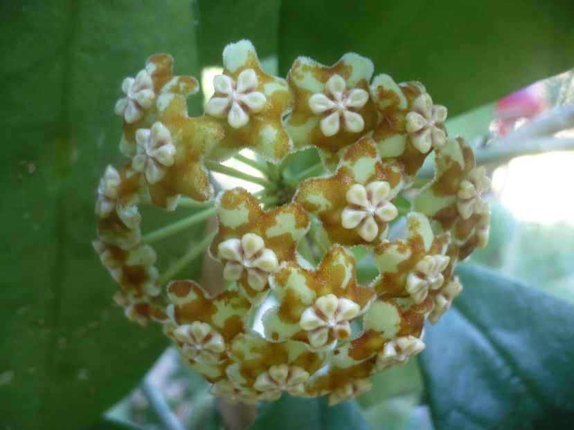 P1500449 - HOYA 2021-2