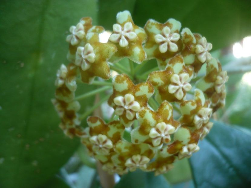 P1500450 - HOYA 2021-2