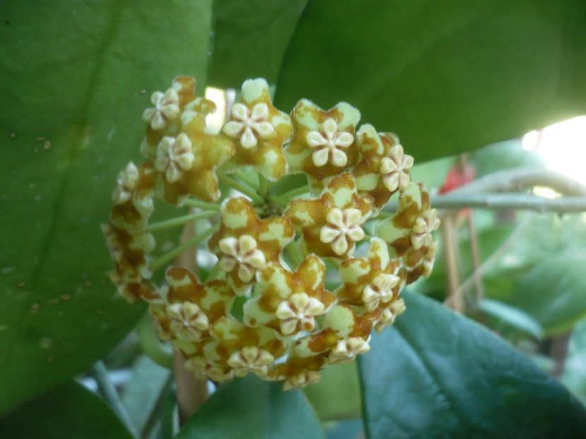 P1500451 - HOYA 2021-2