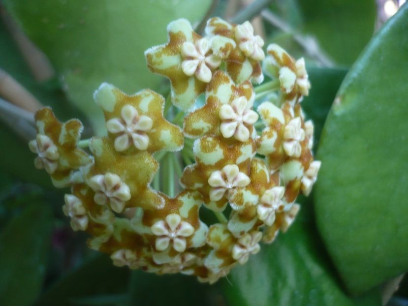 P1500453 - HOYA 2021-2