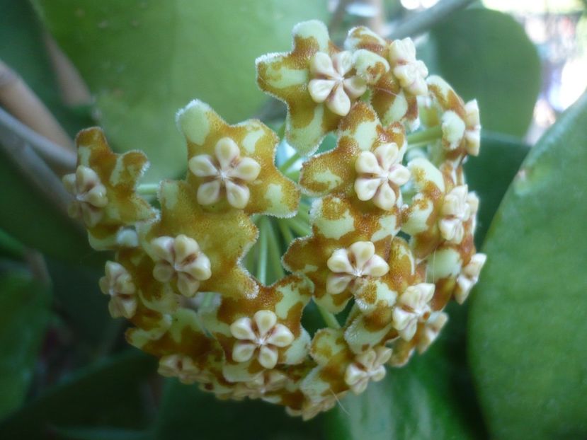 P1500454 - HOYA 2021-2