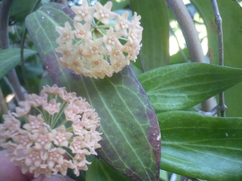 P1500443 - HOYA 2021-2