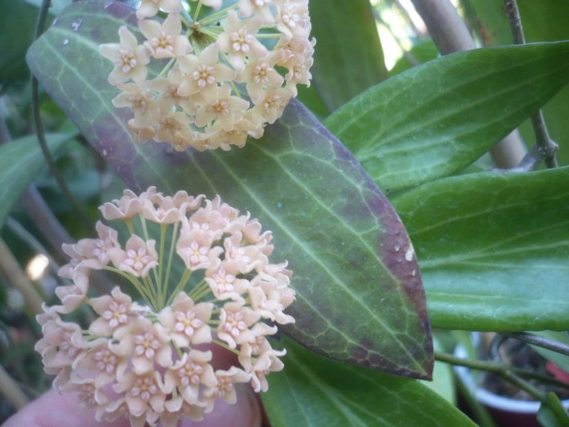 P1500444 - HOYA 2021-2