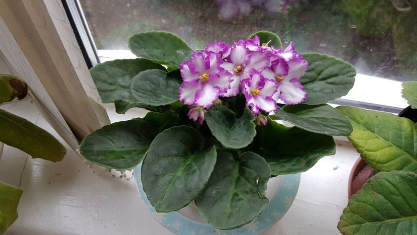 Noua mea violeta draguta - Florile mele din Anglia