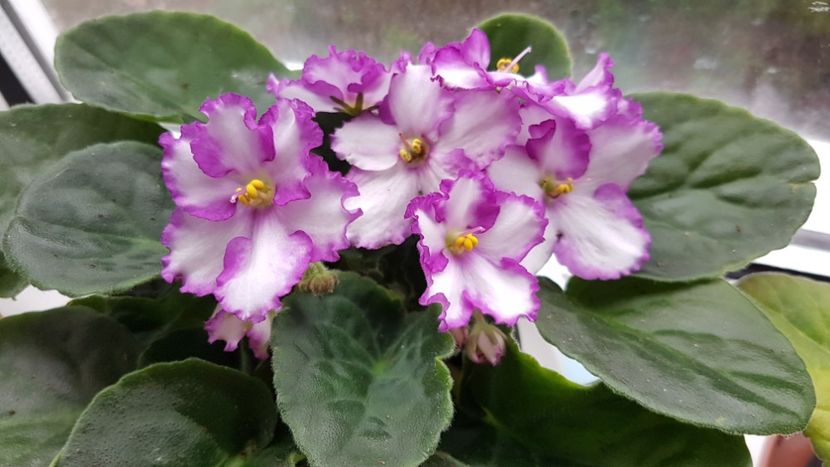 Detaliu - Florile mele din Anglia