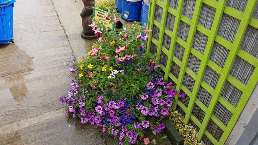 Aranjament floral - Florile mele din Anglia