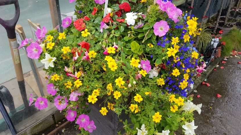 Aranjament floral - Florile mele din Anglia