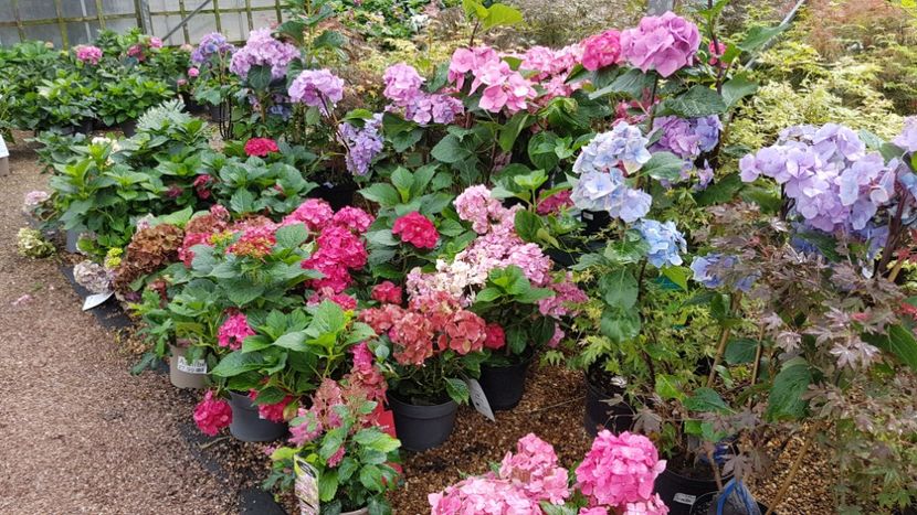 Hortensii  colorate foarte frumoase - Florile mele din Anglia