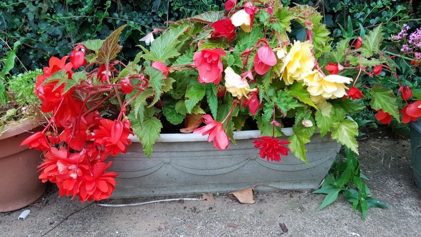 Begoniile mele frumoase - Florile mele din Anglia