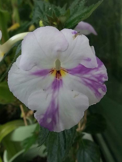 Big weiss - Achimenes varietati - drumul florilor