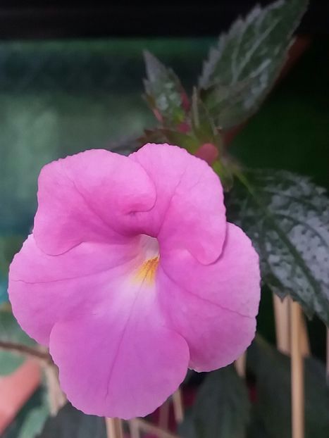 ❤ - Achimenes varietati - drumul florilor