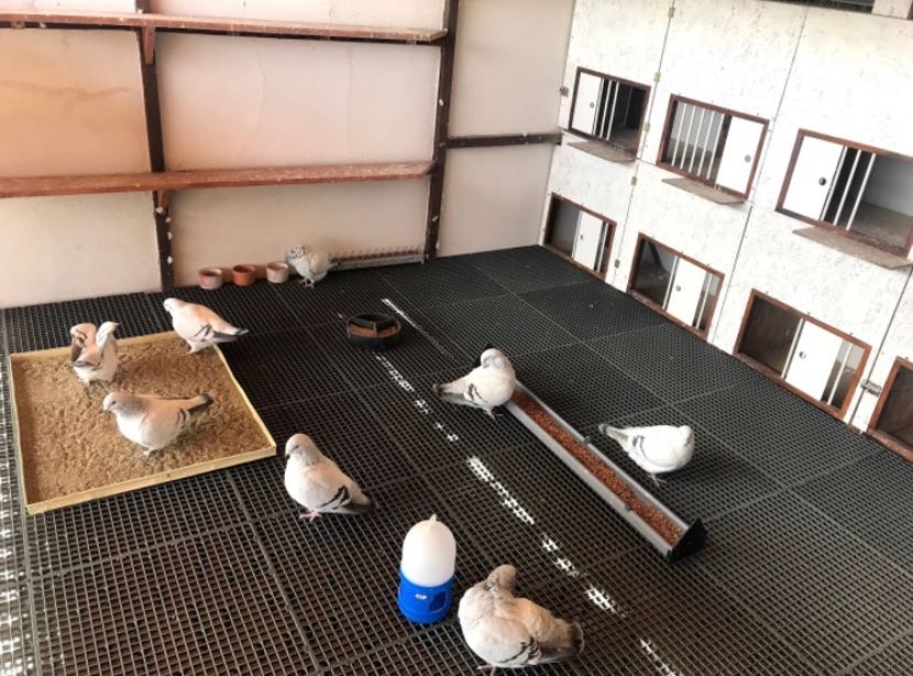 Al doilea compartiment - Căsuța azurilor