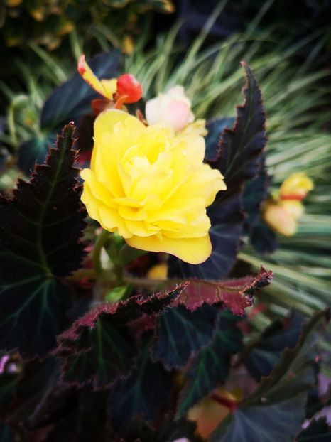 Begonia galbena - 0 0 2021