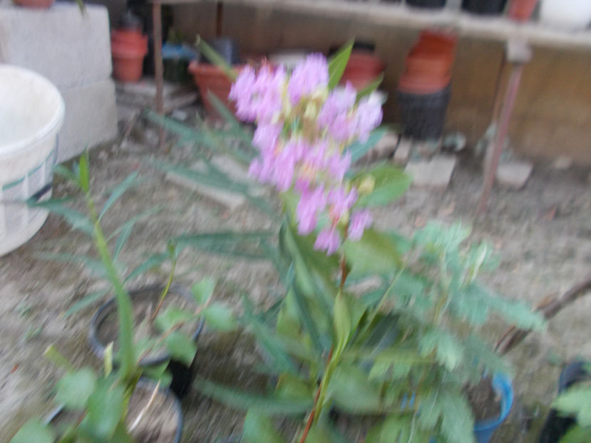 liliac indian lila - ARBUSTI ORNAMENTALI DE GRADINA-2018-2020-2021-2022