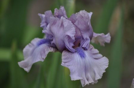lila-intermedia - Irisi intermedia-2021