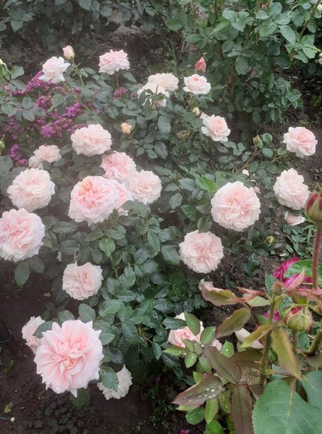  - Garden of roses -2019-2020