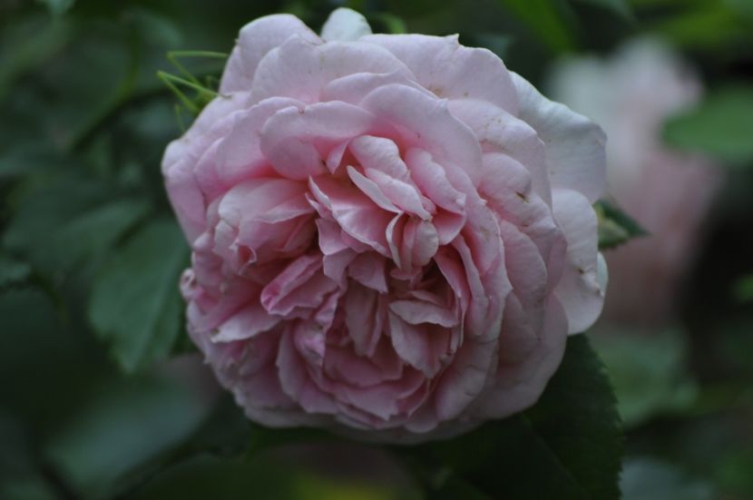 _DSC0003 - VARA 2021_7