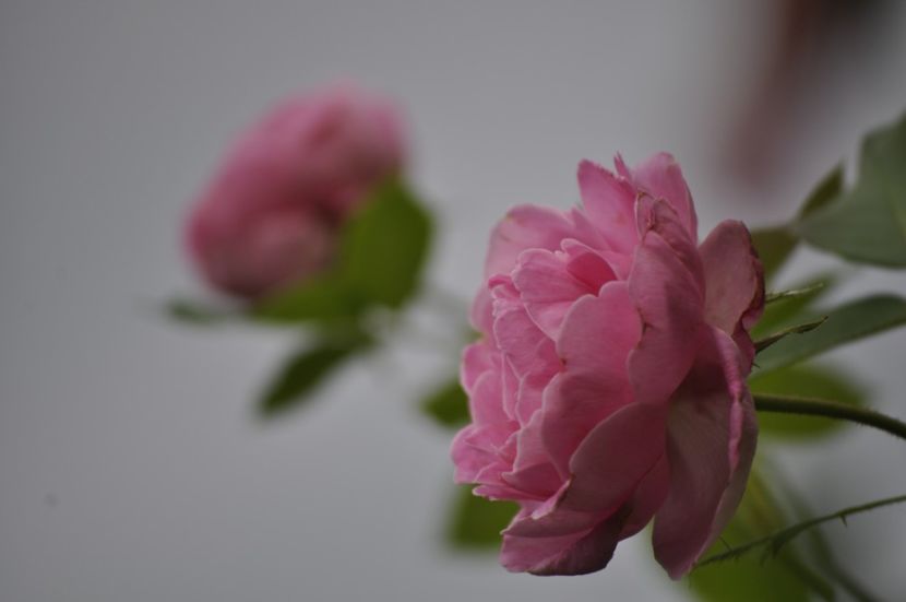 _DSC0012 - VARA 2021_7