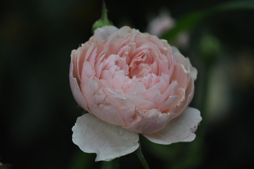 _DSC0016 - VARA 2021_7