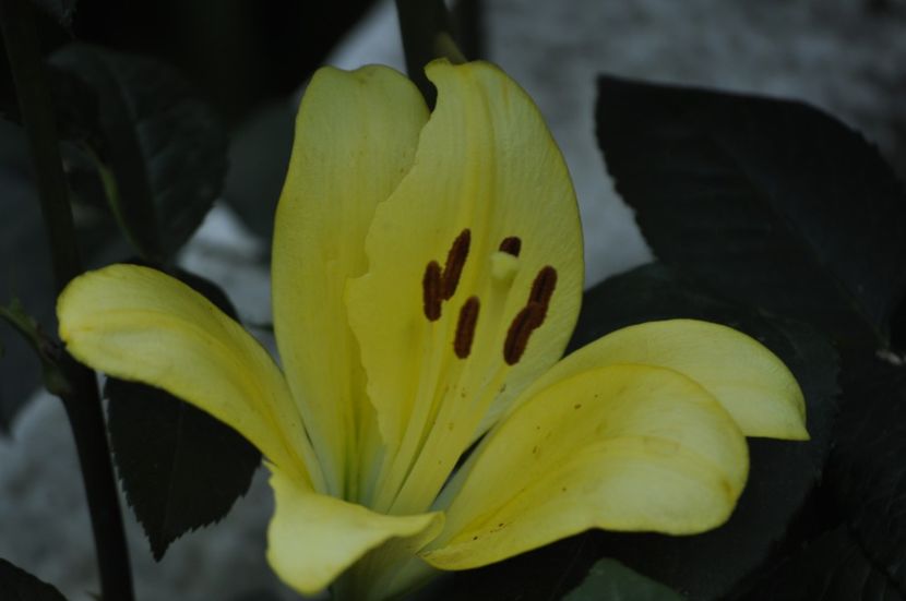 _DSC0026 - VARA 2021_7