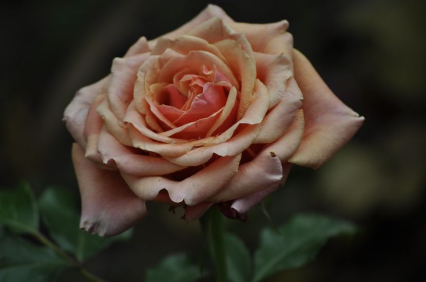 _DSC0036 - VARA 2021_7