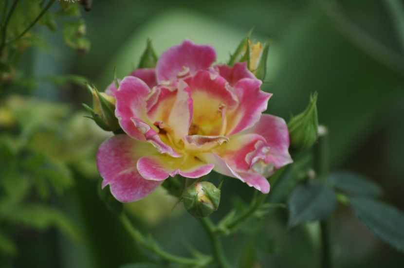 _DSC0041 - VARA 2021_7