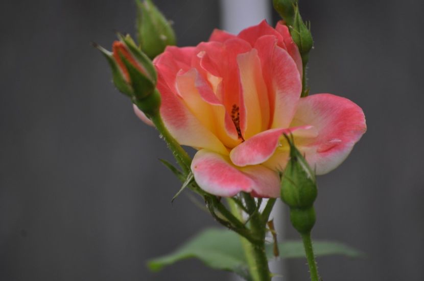 _DSC0062 - VARA 2021_7