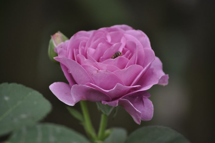 _DSC0064 - VARA 2021_7