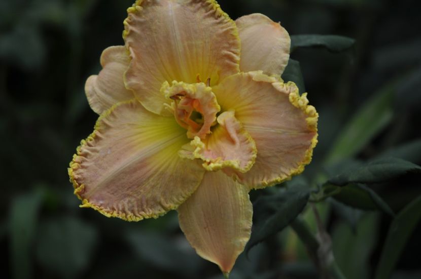 _DSC0102 - VARA 2021_7