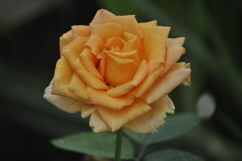 _DSC0140 - VARA 2021_7