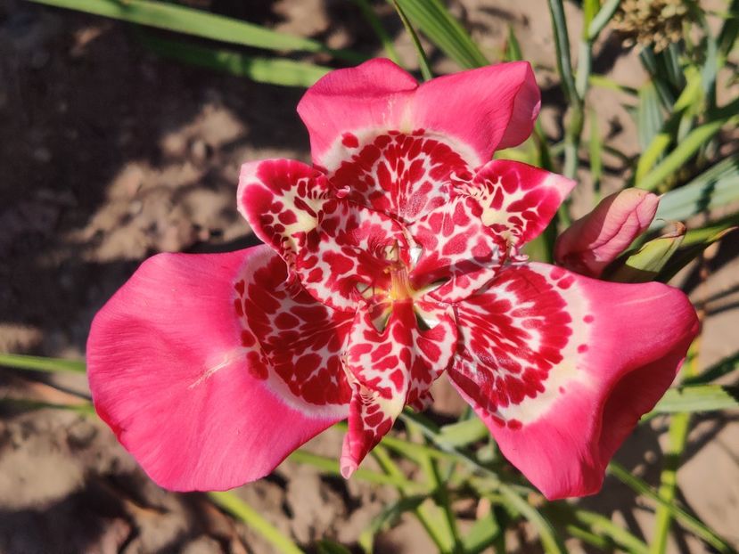  - Diverse flori de gradina