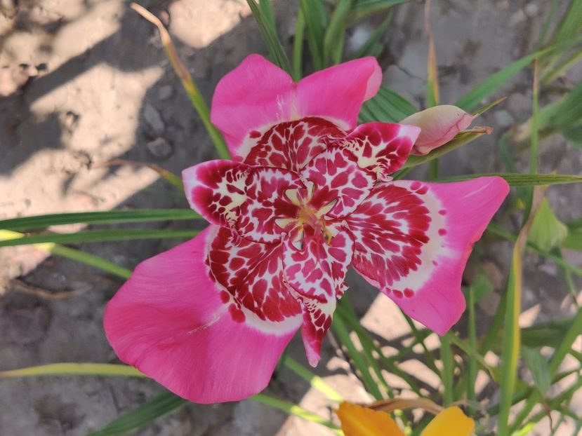  - Diverse flori de gradina