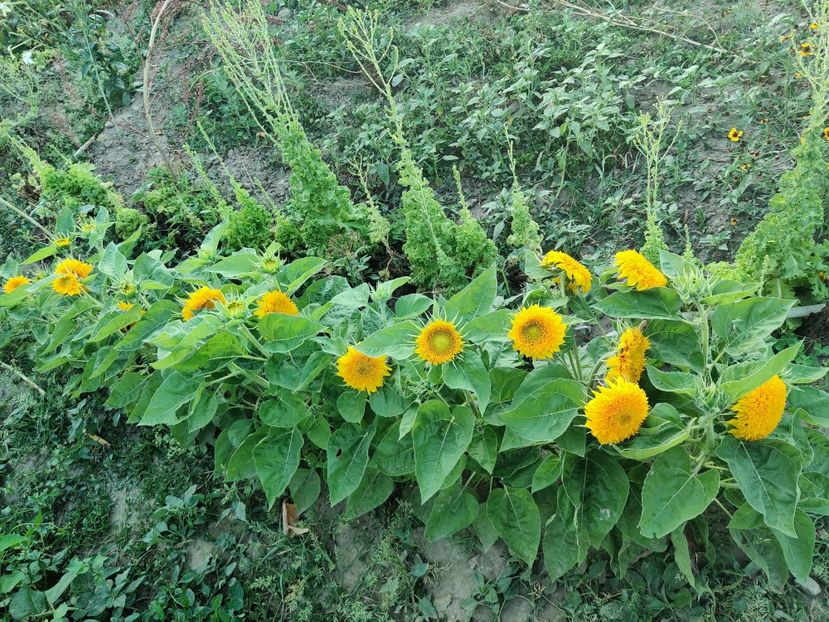  - Diverse flori de gradina