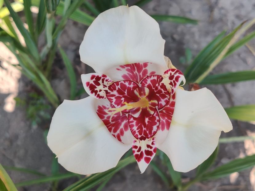  - Diverse flori de gradina