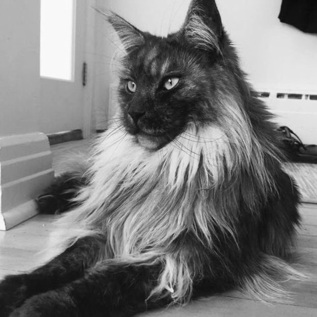 Julius Caesar looking as majestic as ever. - Collection of Tintypes