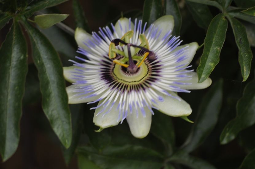 _DSC0032 - VARA 2021_7