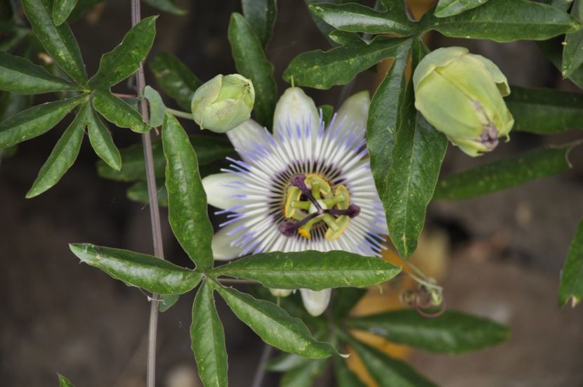 _DSC0033 - VARA 2021_7