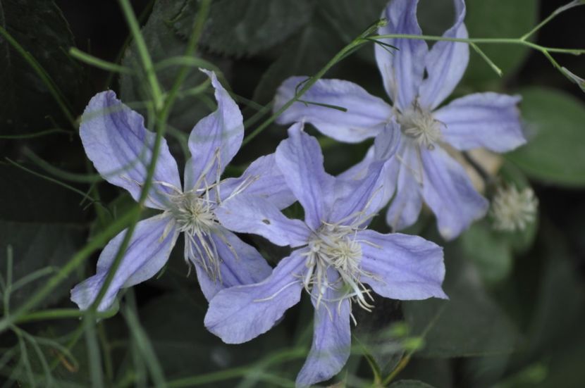 _DSC0037 - VARA 2021_7