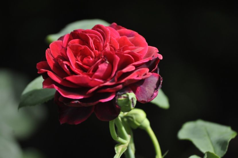 _DSC0046 - VARA 2021_7