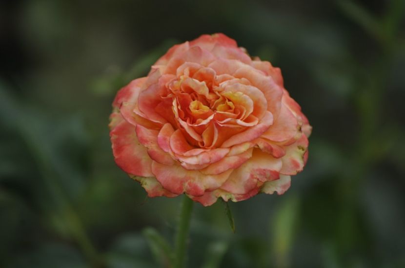 _DSC0058 - VARA 2021_7