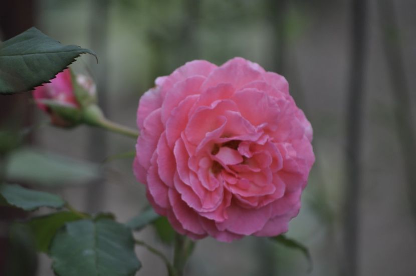 _DSC0068 - VARA 2021_7