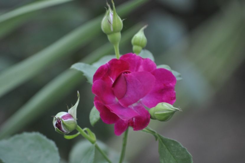 _DSC0069 - VARA 2021_7